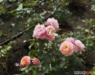 Szőregi rózsák ölelik körbe a múzeum szökőkútját | 2012. május 25.  péntek | Fotó: Illés Tibor (a szegedma.hu engedélyével)