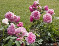 Szőregi rózsák ölelik körbe a múzeum szökőkútját | 2012. május 25.  péntek | Fotó: Illés Tibor (a szegedma.hu engedélyével)