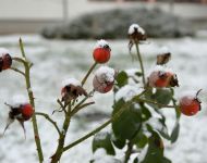 Borongós, havazós Szőreg | 2021. január 17.  vasárnap