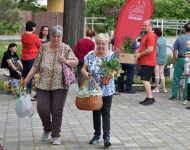 Egynyári virágosztás 2025 | 2025. április 30.  szerda | Fotó: Garai Szakács László, szeged.hu