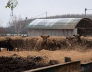 Jól bírják a hideget a szőregi szarvasmarhák | 2021. január 11.  hétfő | Fotó: Szabó Luca, szeged.hu