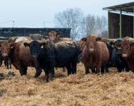 Jól bírják a hideget a szőregi szarvasmarhák | 2021. január 11.  hétfő | Fotó: Szabó Luca, szeged.hu