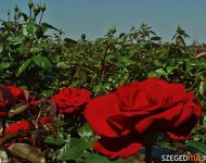 Rózsás-e a szőregi rózsások helyzete? | 2012. június 20.  szerda | Fotó: Illés Tibor / a szegedma.hu engedélyével