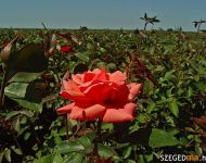 Rózsás-e a szőregi rózsások helyzete? | 2012. június 20.  szerda | Fotó: Illés Tibor / a szegedma.hu engedélyével