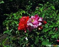 Rózsás-e a szőregi rózsások helyzete? | 2012. június 21.  csütörtök | Fotó: Illés Tibor / a szegedma.hu engedélyével