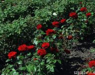 Rózsás-e a szőregi rózsások helyzete? | 2012. június 21.  csütörtök | Fotó: Illés Tibor / a szegedma.hu engedélyével