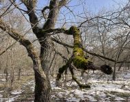 Sipos Erdei Iskola tanösvény - Olvadás | 2026. január 18.  vasárnap