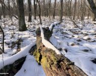 Sipos Erdei Iskola tanösvény - Olvadás | 2026. január 18.  vasárnap