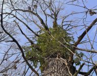 Sipos Erdei Iskola tanösvény - Olvadás | 2026. január 18.  vasárnap