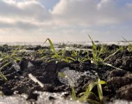 Sipos Erdei Iskola tanösvény - Olvadás | 2026. január 18.  vasárnap