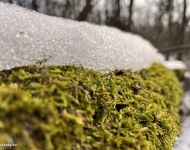 Sipos Erdei Iskola tanösvény - Olvadás | 2026. január 18.  vasárnap