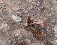 Sipos Erdei Iskola tanösvény - Olvadás | 2026. január 18.  vasárnap