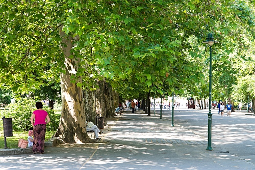 Platánfákat permetez a Szegedi Környezetgazdálkodás