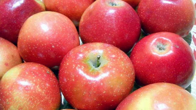 Almát népszerűsítő kampány indult Szegedről