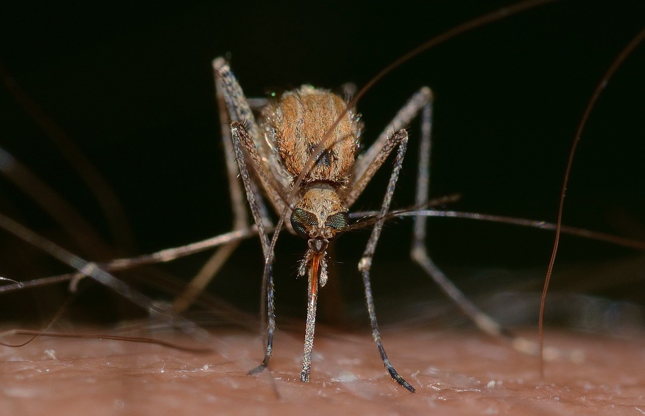 Már védekezni kell a szúnyogok ellen