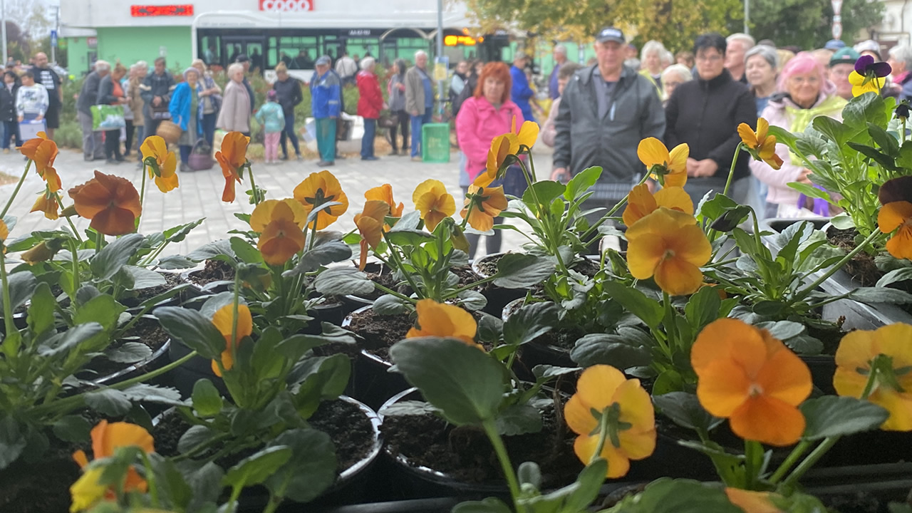Több ezer árvácska díszíti Szőreg